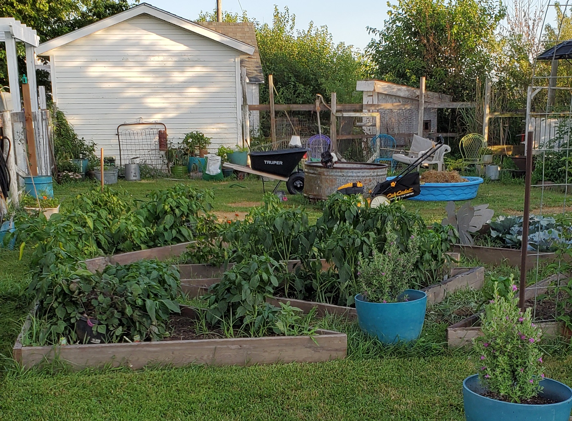 Real backyard raised bed garden built for practical everyday food growing and herbs